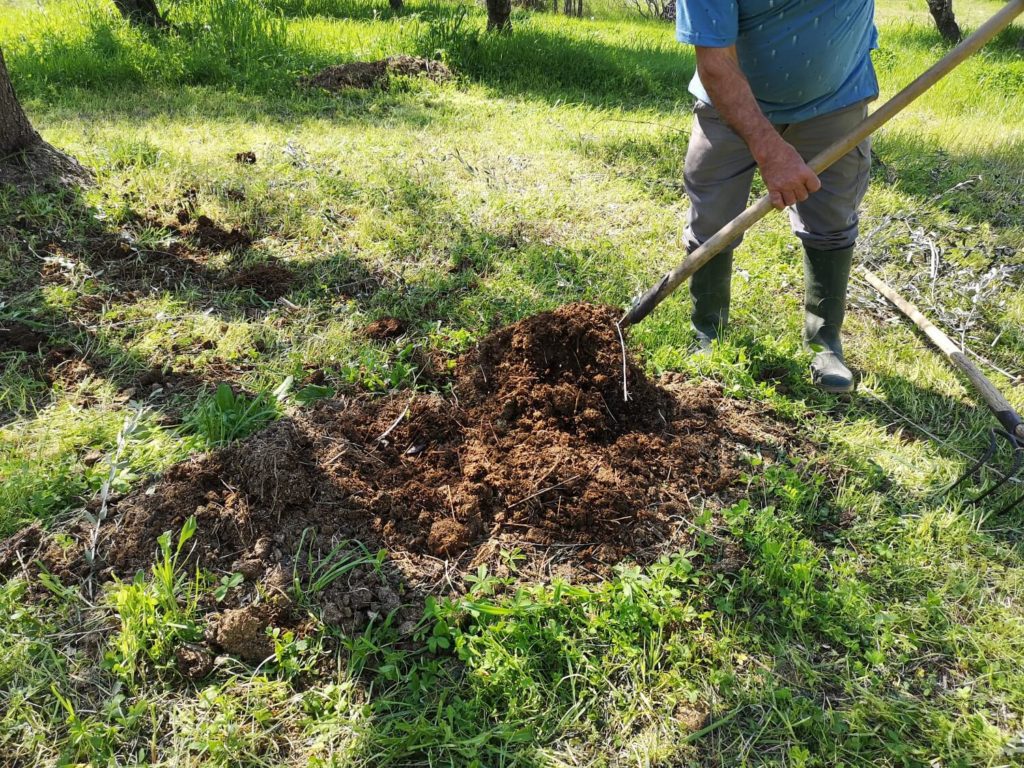 ein Loch graben, um einen Olivenbaum zu pflanzen