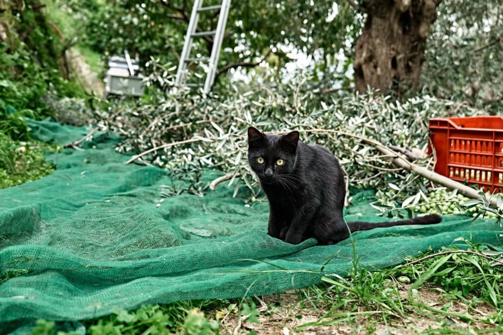 Olivenbaum und Katze