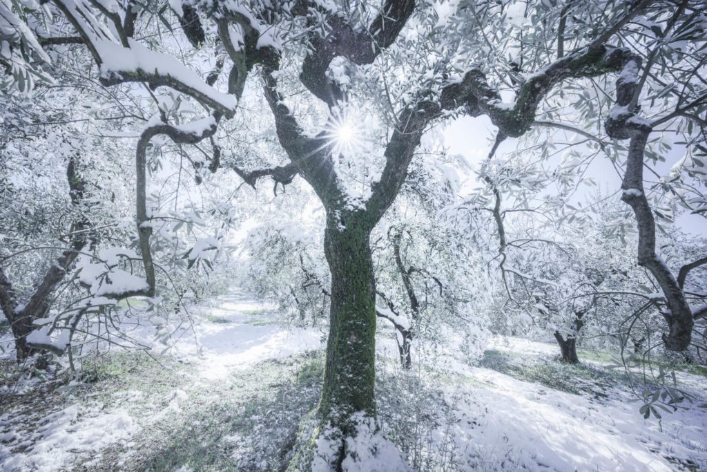 Olivenbaum Winter