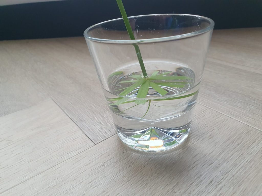 Stecklinge von Regenschirmpflanzen in Wasser