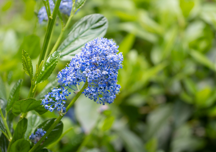 Ceanothus thyrsiflorus bloemhoofd
