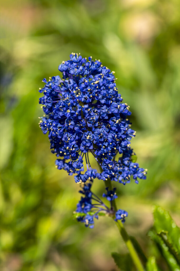 Ceanothus azureus 'Concha', een lentebloeiende struikplant met een blauwe lentebloem, algemeen bekend als Californische lila,