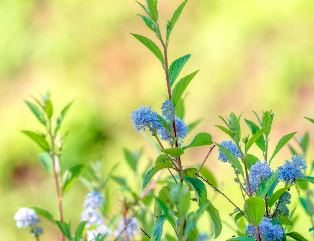 Natuurlijke planten New Jersey thee Ceanothus americanus met intreepupil achtergrond.