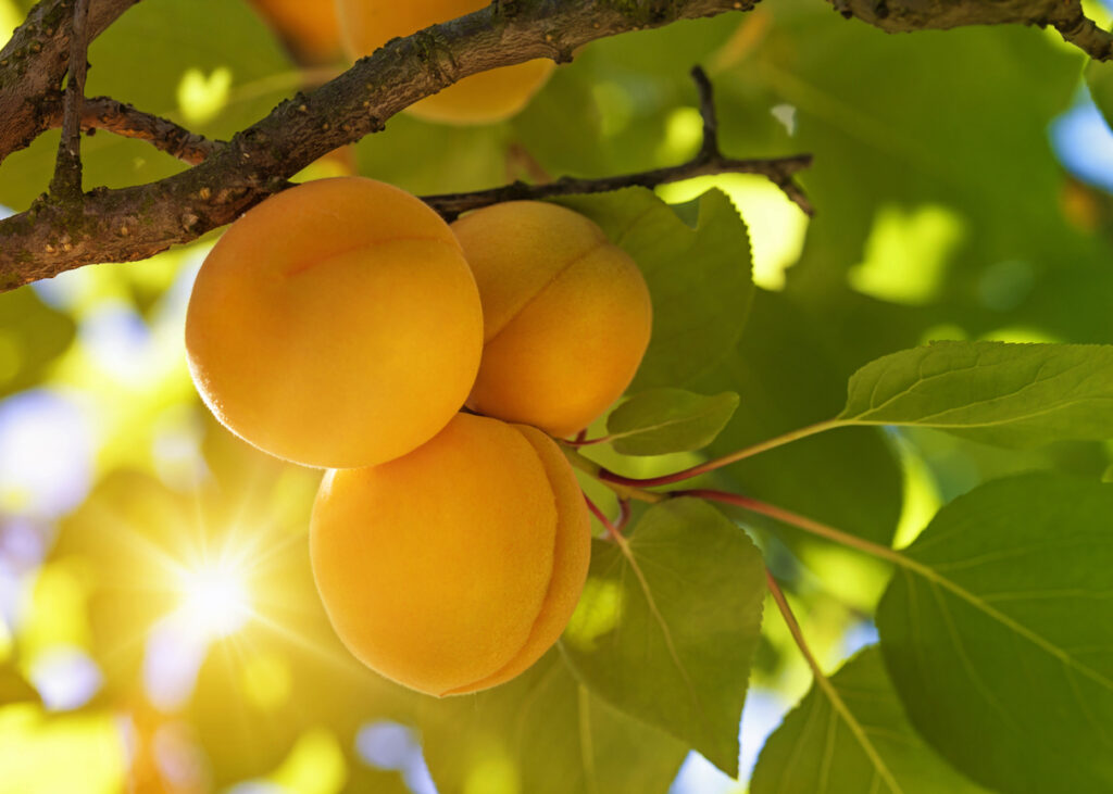 Abrikozenboom met fruit dat in de tuin groeit