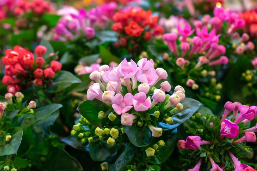 roze kalanchoë Saxifragales Crassulaceae Kalanchoe bloembloei