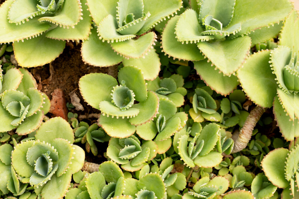 Moeder van duizenden planten of kalanchoë daigremontiana
