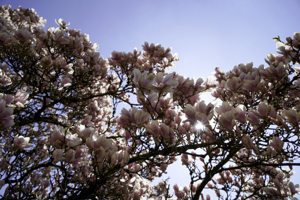 Magnoliaboom in bloei met roze bloemen tegen een blauwe lucht in de struik
