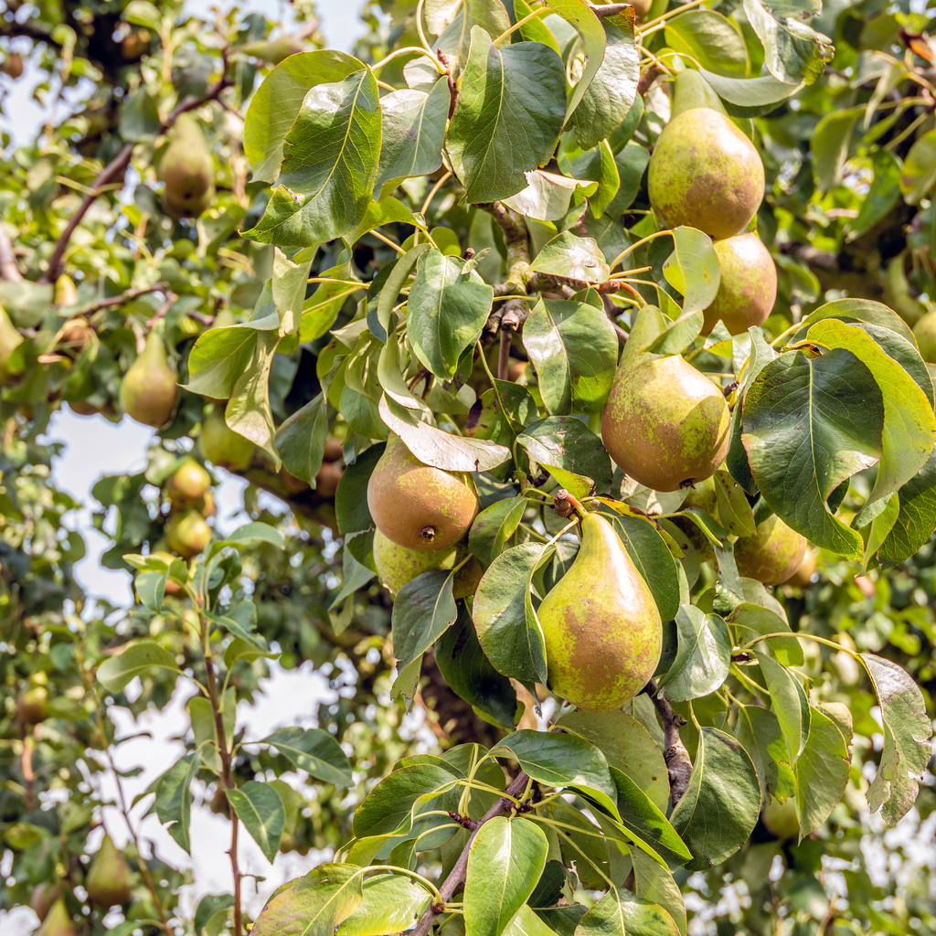 Vierkant close-upbeeld van rijpende Conference-peren die aan de takken van een perenboom hangen op een zonnige dag in het Nederlandse zomerseizoen.