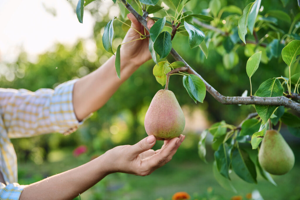 Close-up van de vrouw hand aanraken van groene rijpe peer op boomtak in de tuin. Tuinieren, landbouw, landbouw, groeien van gezond biologisch eco-voedselconcept