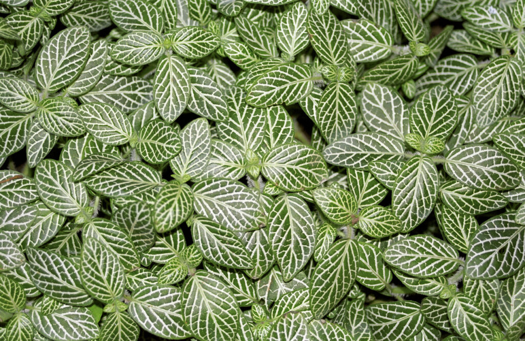 Close-up van de opvallende bladeren van de schildpadplant.
