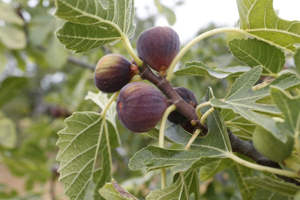Rijpe vijgen op een boom