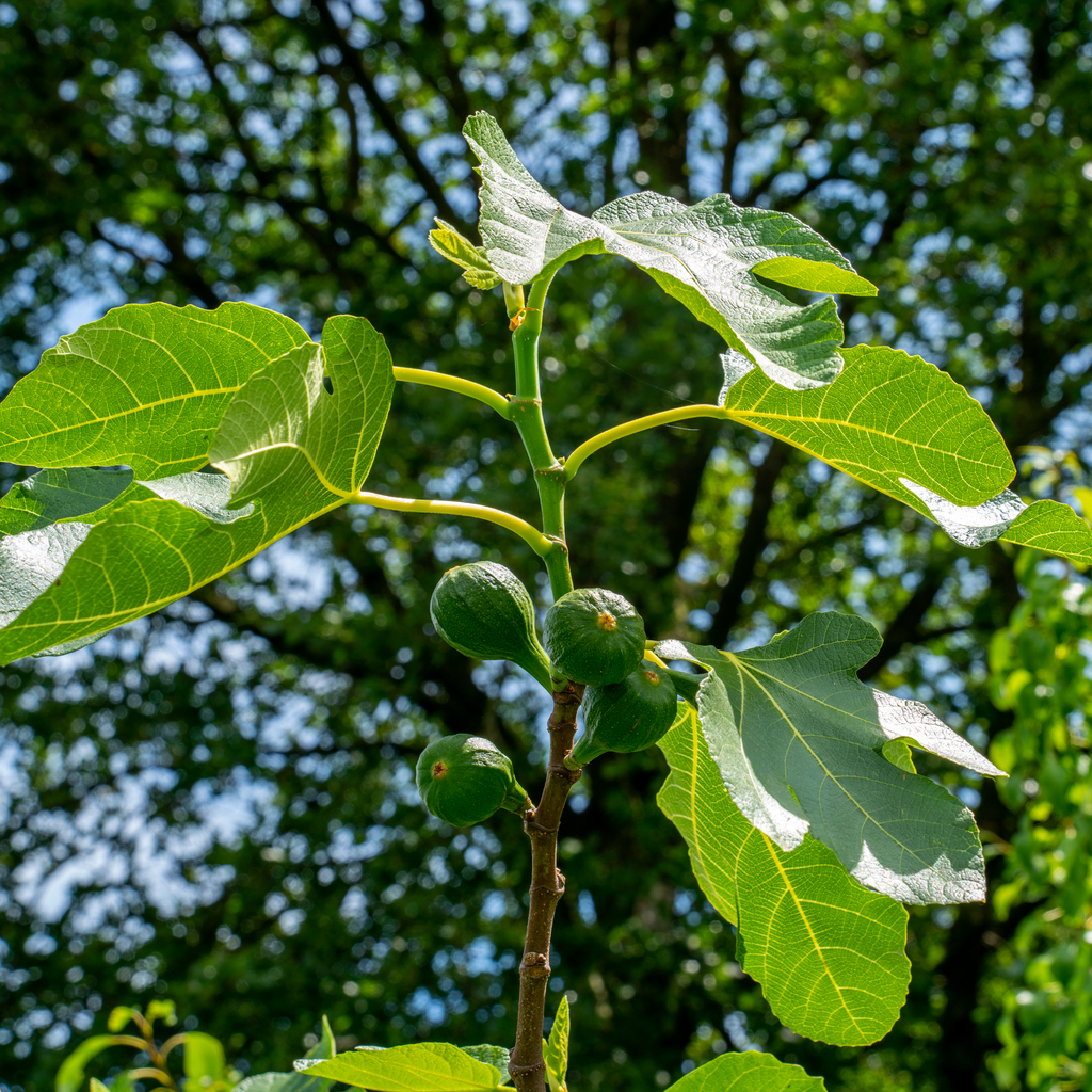 Voedsel geteeld in een tuin in Nederland