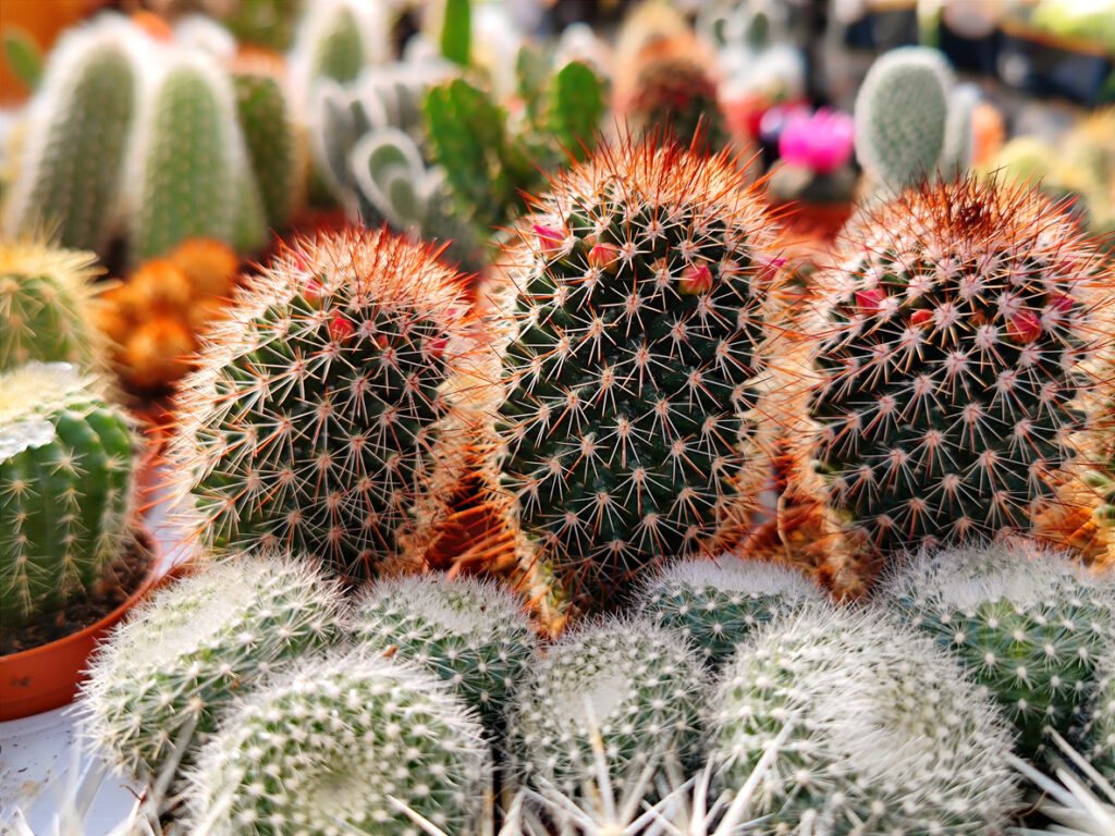 Gedetailleerde close-up opname van een rij kleine Red Headed Irishman cactusplanten die op een tafel staan in een bloemen- en plantenwinkel in een tuincentrum. Er zijn geen personen of handelsmerken in de opname aanwezig.