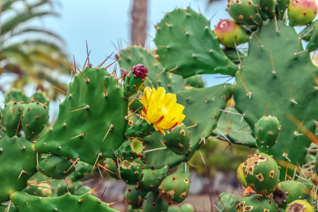 Geelrode bloem, knoppen en onrijpe vruchten van Opuntia phaeacantha tussen stekelige cactuspads. Tropische bloemenachtergrond. Exotische flora op de Canarische Eilanden