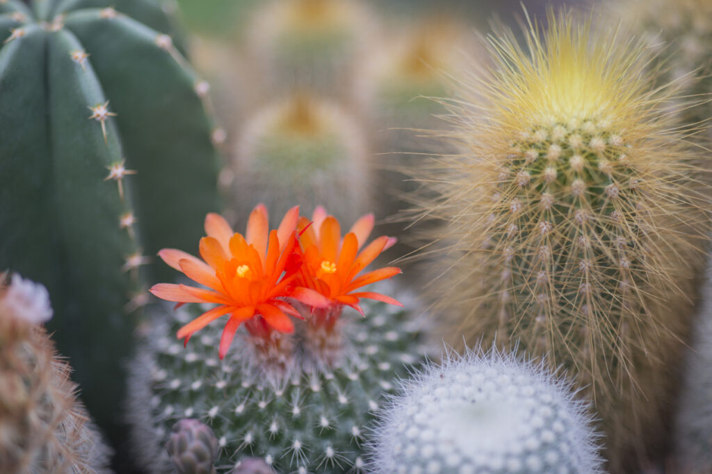 Cactusbloemen vetplanten droogtetolerante planten gele zomer