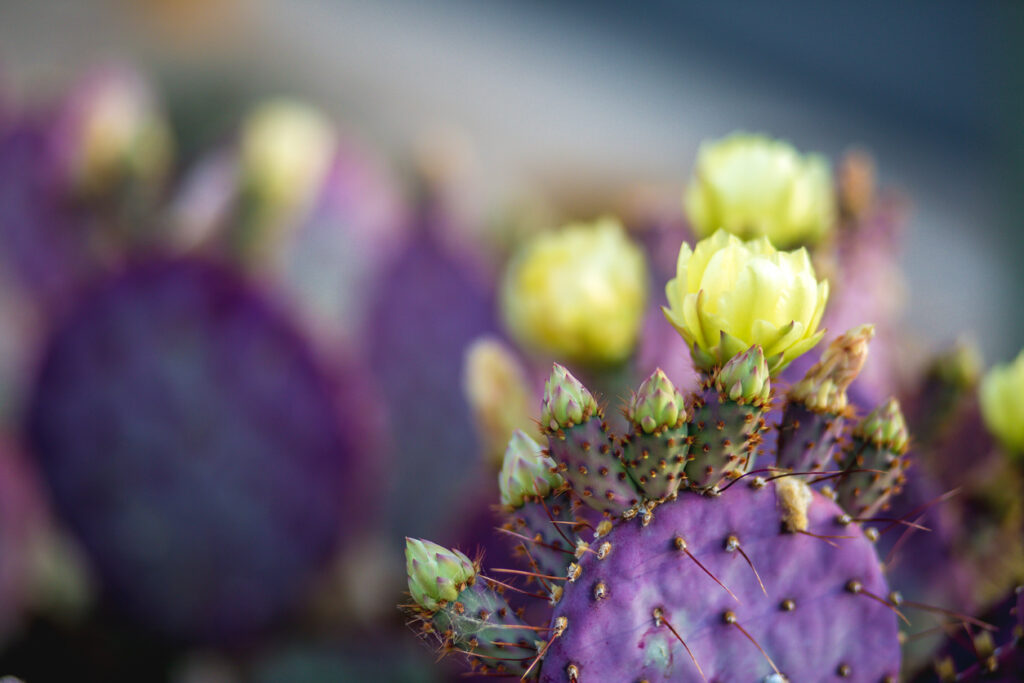Close-up Santa Rita cactusvijg, scheutje paars bloeiend in de lentewoestijn, Arizona