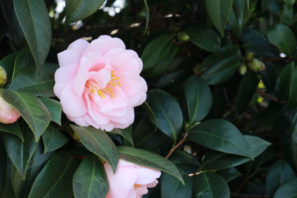Camelia in voorbereiding voor verplanting met zichtbare wortels