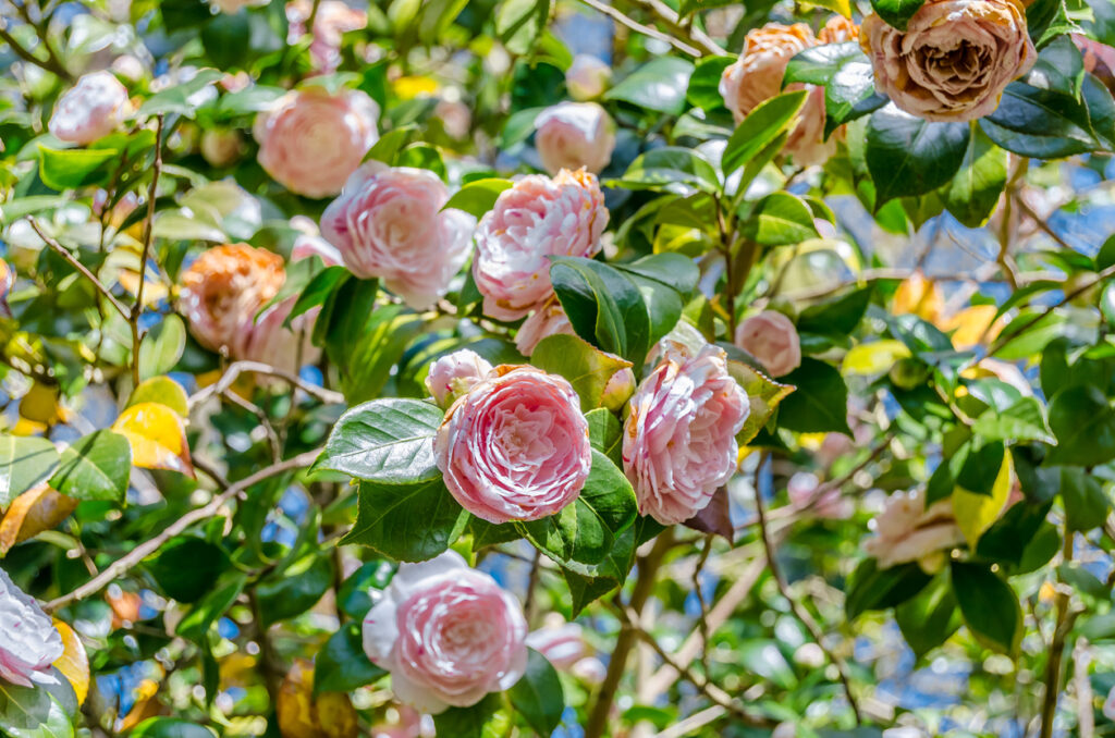 Nieuw geplante camelia in een tuinbed, klaar om water te krijgen
