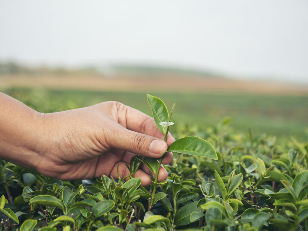Tuinier die een camelia voorzichtig uit de grond tilt voor verplanting