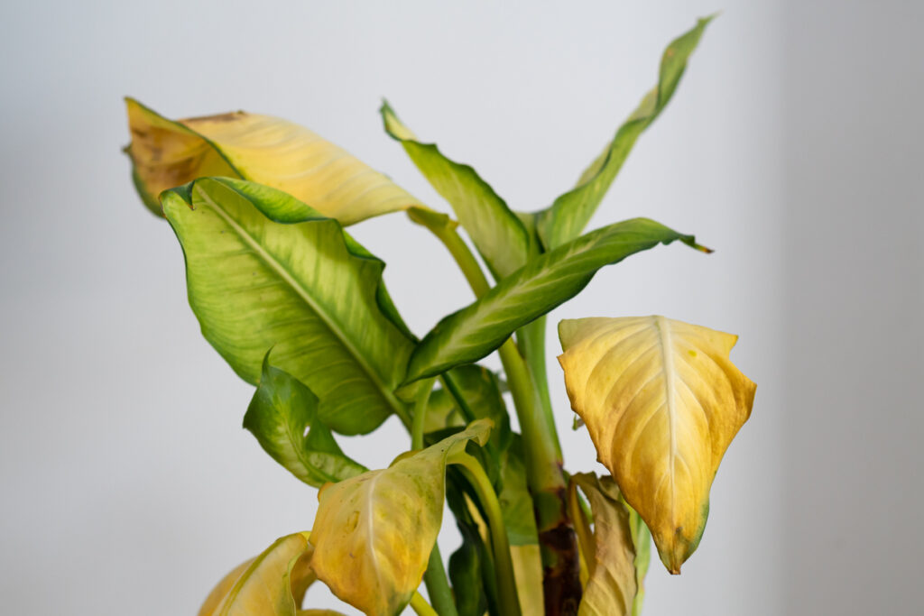 Close-up van een geel verkleurd blad van een Dieffenbachia.