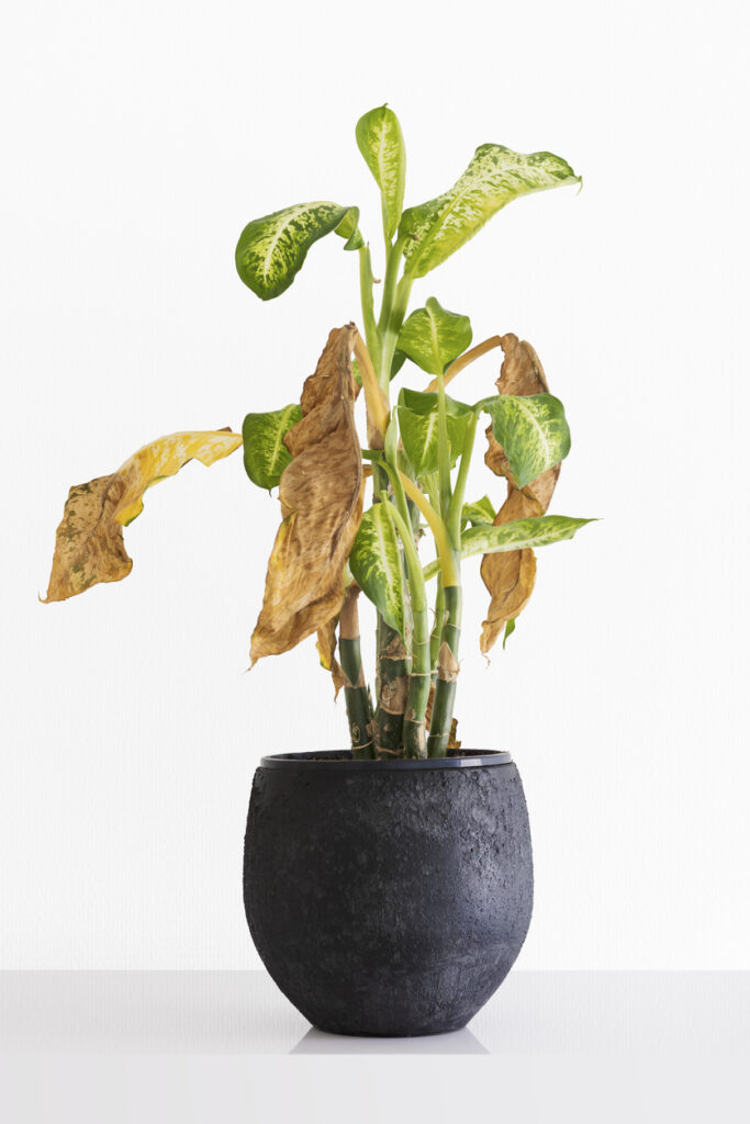 Dieffenbachia plant met opvallende gele bladeren