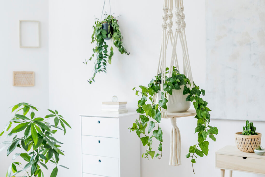 Sierlijke hangplant die over de rand van een houten kast druipt.