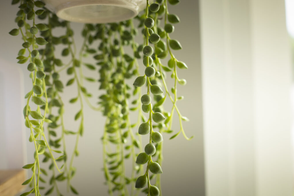 Close-up van de bladeren van een hangplant op een moderne kast