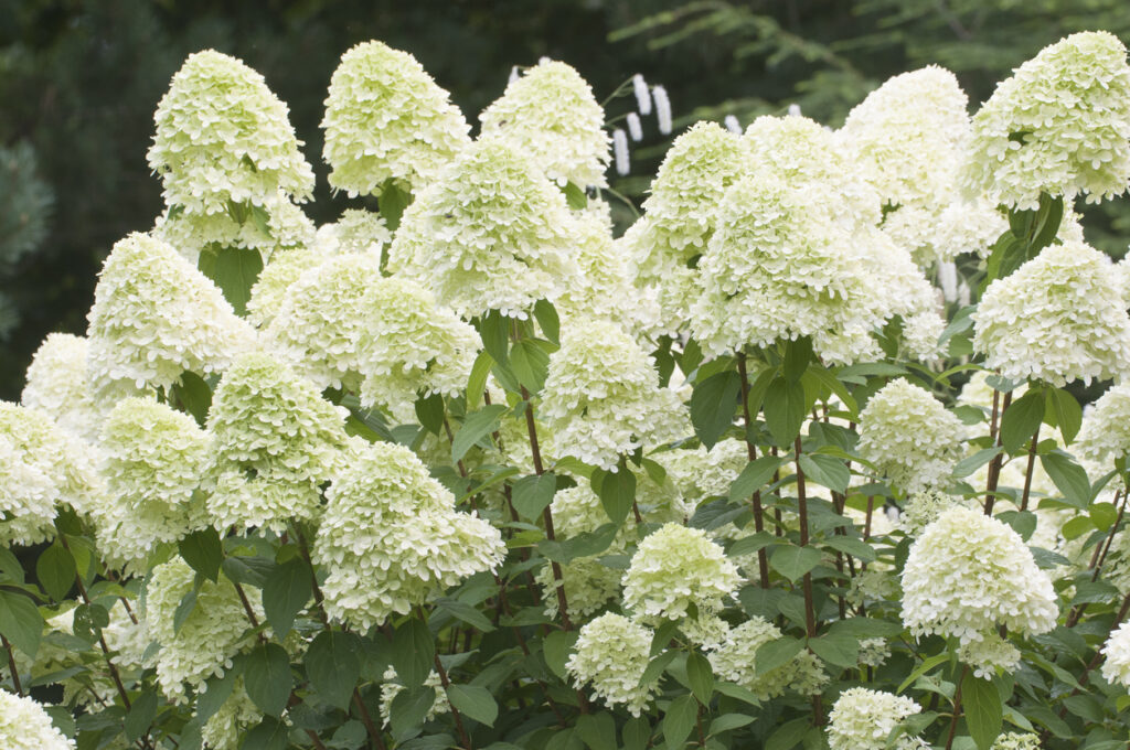 Hortensia witte bloemen, close-up foto met selectieve focus