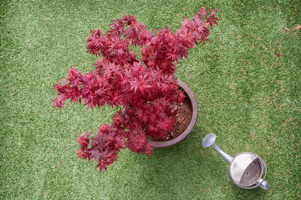 Close-up van de kleurrijke bladeren van een Japanse esdoorn in pot.