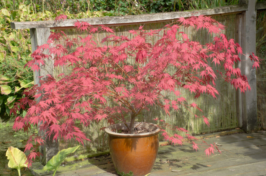 Japanse esdoorn in een sierlijke pot op een terras