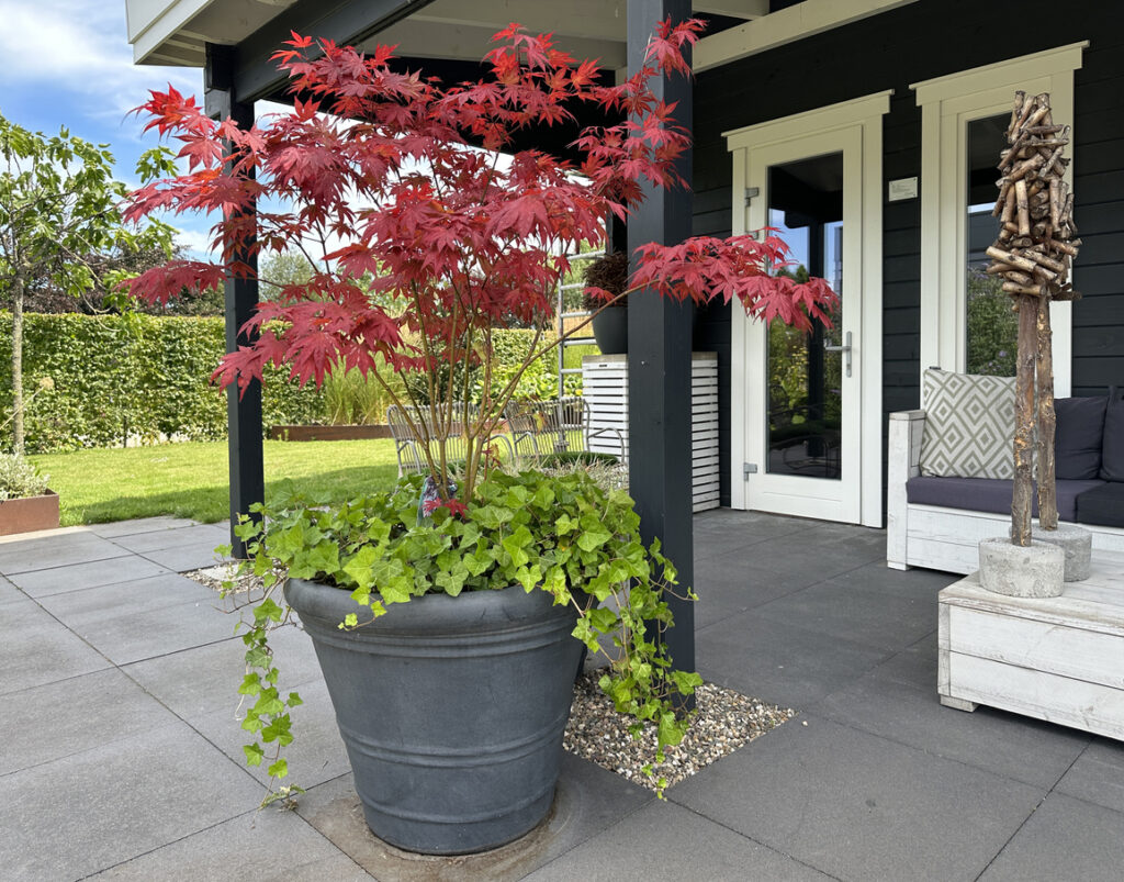 Volgroeide Japanse esdoorn in een grote pot naast tuinmeubilair.