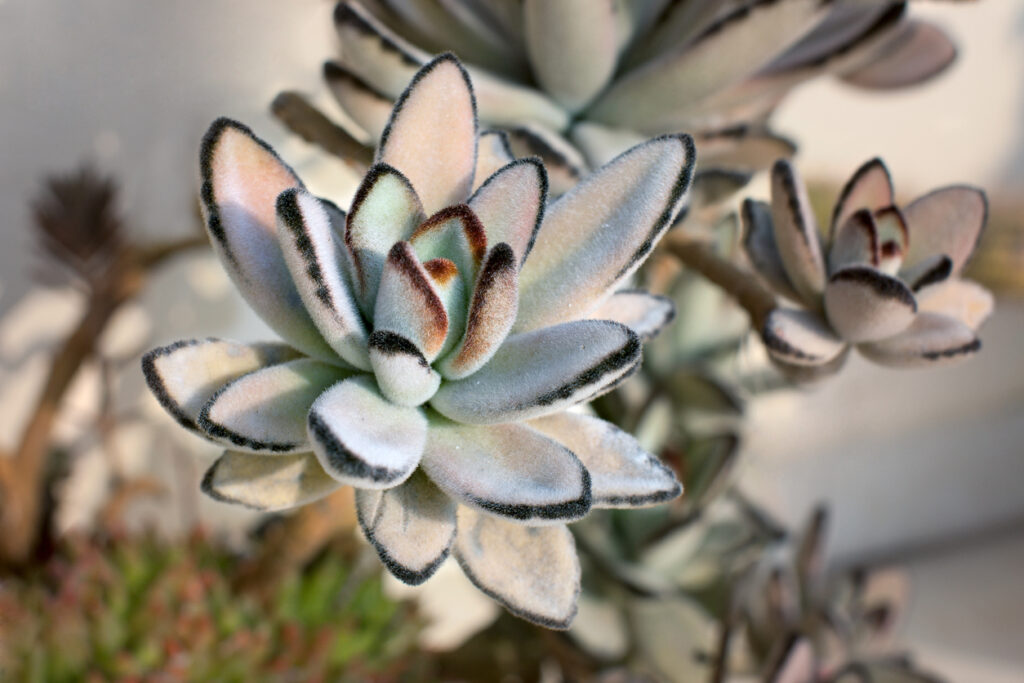 Pandaplant of poesjesoren (Kalanchoe tomentosa Baker)