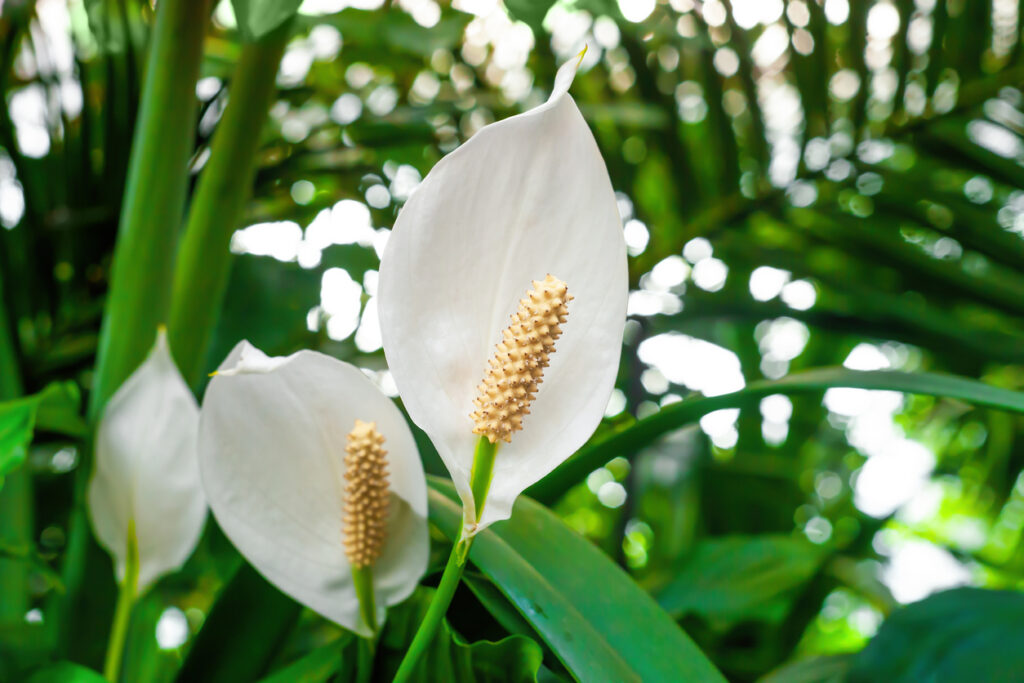 Close-up van de delicate witte bloesems van een kamerplan