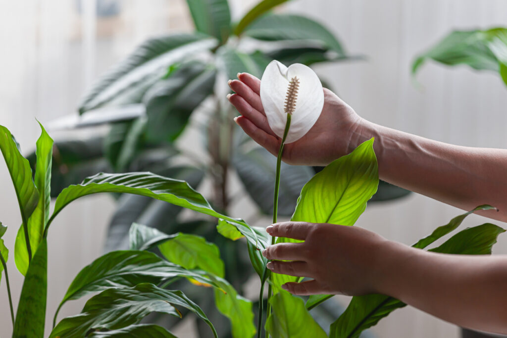 Verschillende kamerplanten met witte bloemen in een stijlvol interieur.