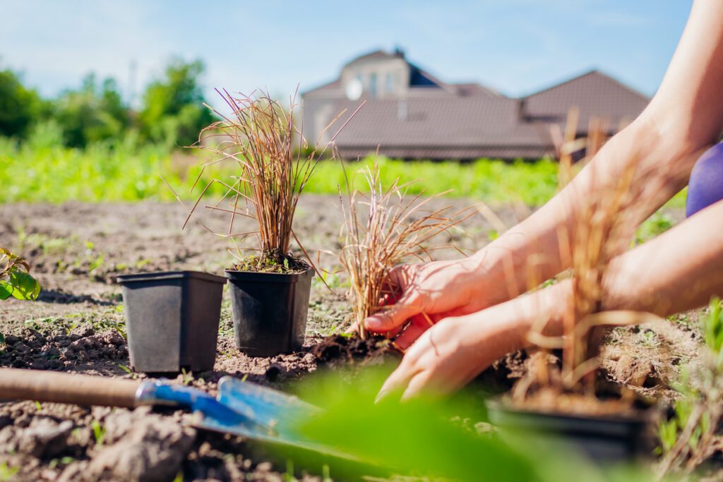 Verscheidenheid aan laagblijvende siergrassen in een wintertuin