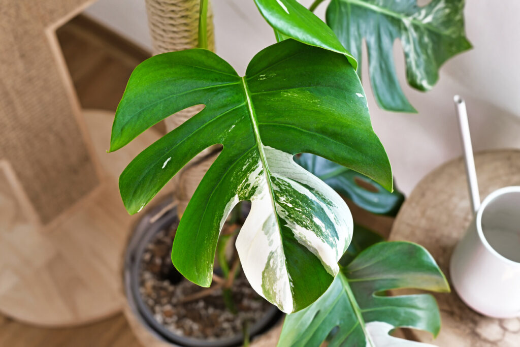 Close-up van het kenmerkende gespleten blad van Monstera.