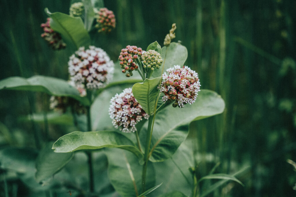 "Close-up van het gestreepte en gespikkelde blad van de Papegaaiplant.