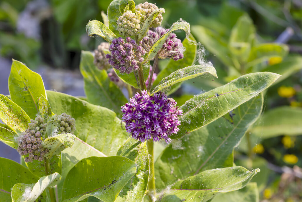 Papegaaiplant met zijn opvallende bladpatronen in natuurlijk licht.