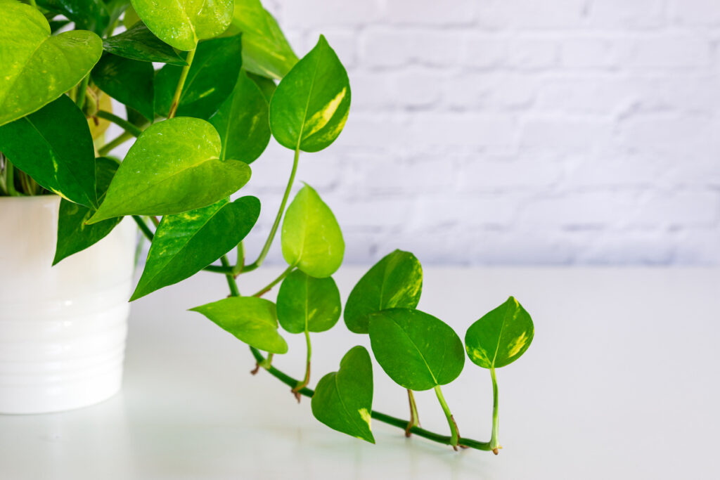 Close-up van het glanzende blad van Philodendron Erubescens.
