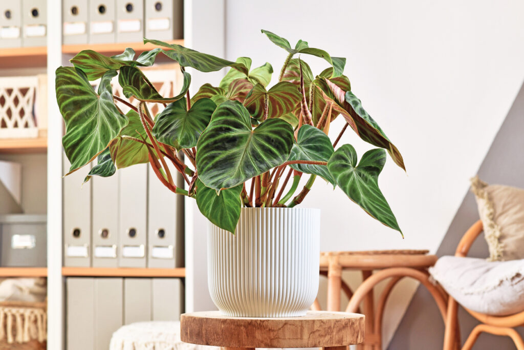 Philodendron Erubescens plant met zijn kenmerkende roodachtige stengels.