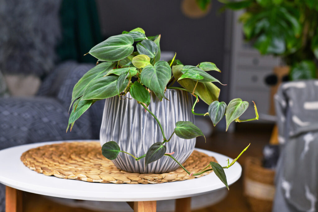 Volgroeide Philodendron Erubescens in een helder verlichte kamer.