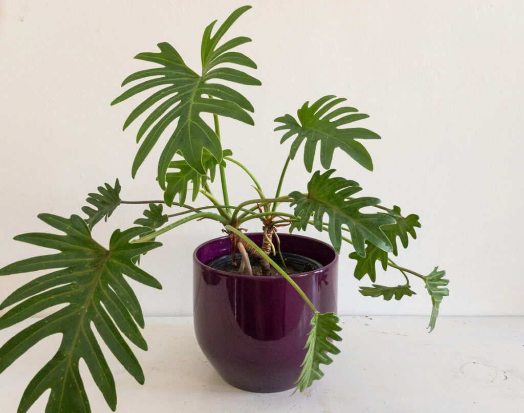 Close-up van een geel verkleurd blad van een Philodendron Xanadu.