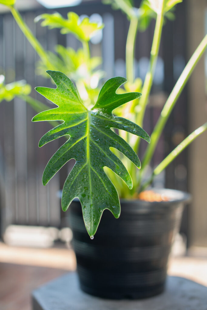 Close-up van een geel verkleurd blad van een Philodendron Xanadu.