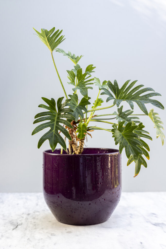 Philodendron plant met opvallende gele bladeren.