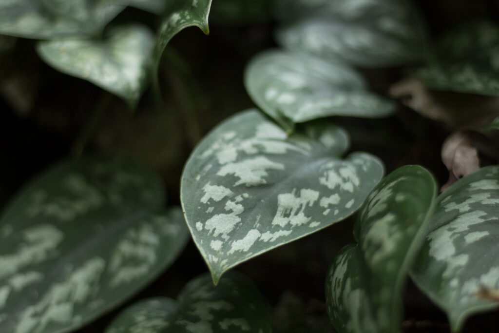 Water geven aan een Scindapsus pictus voor optimale groei