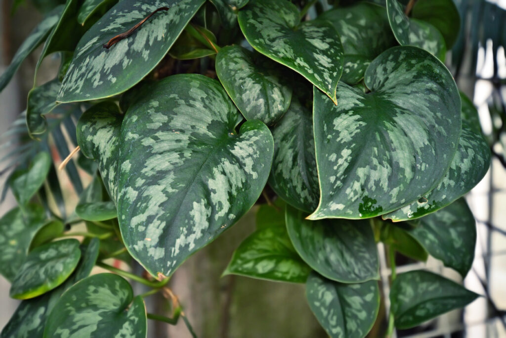 Close-up van het zilverachtig gevlekte blad van Scindapsus pictus