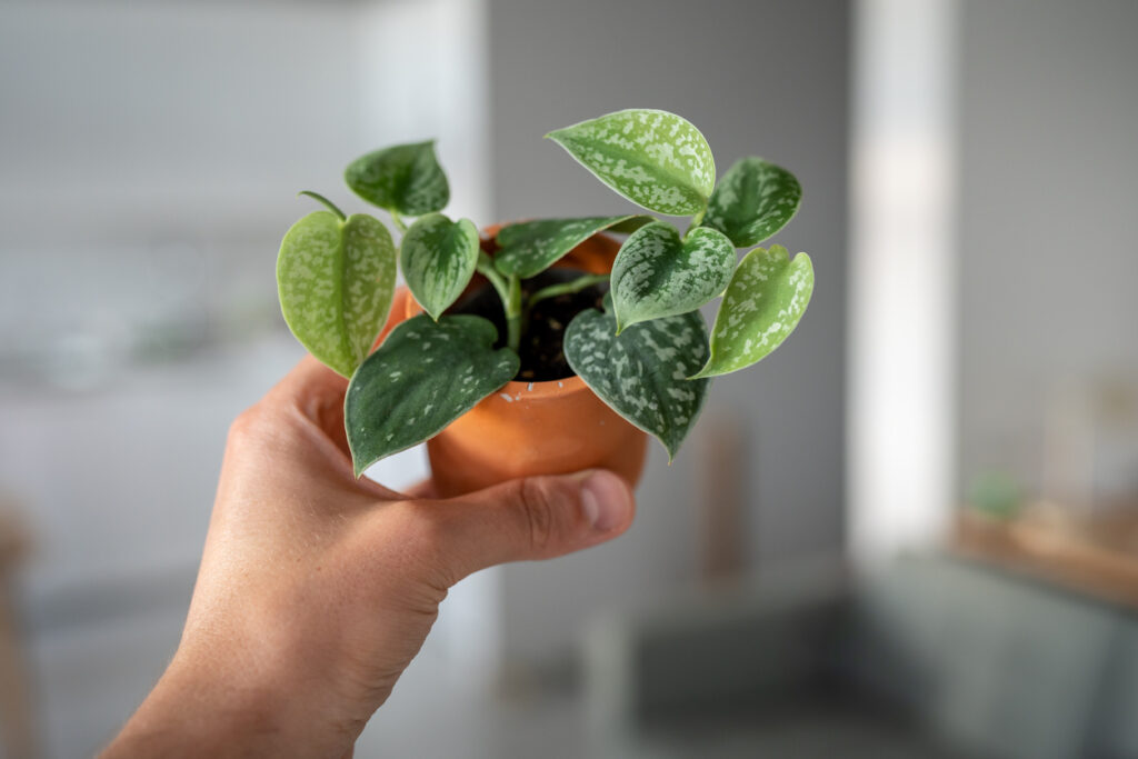 Kleine scindapsus in de hand van een persoon
