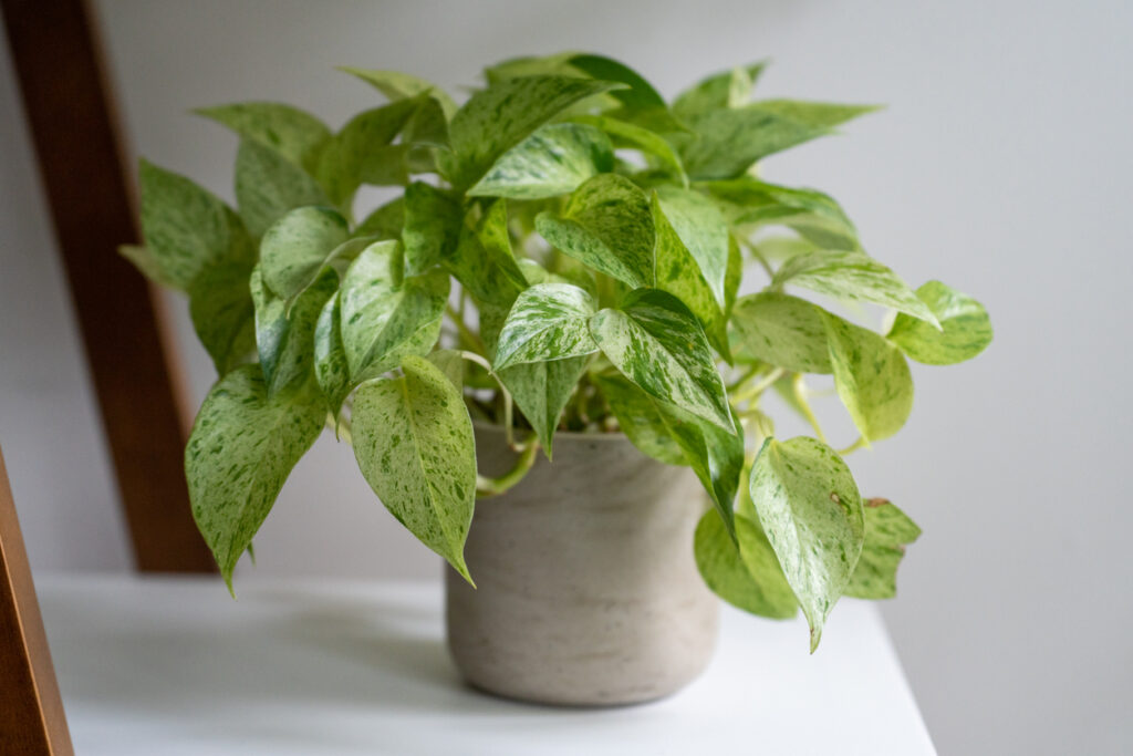 Jonge Scindapsus plant in een helder verlichte kamer