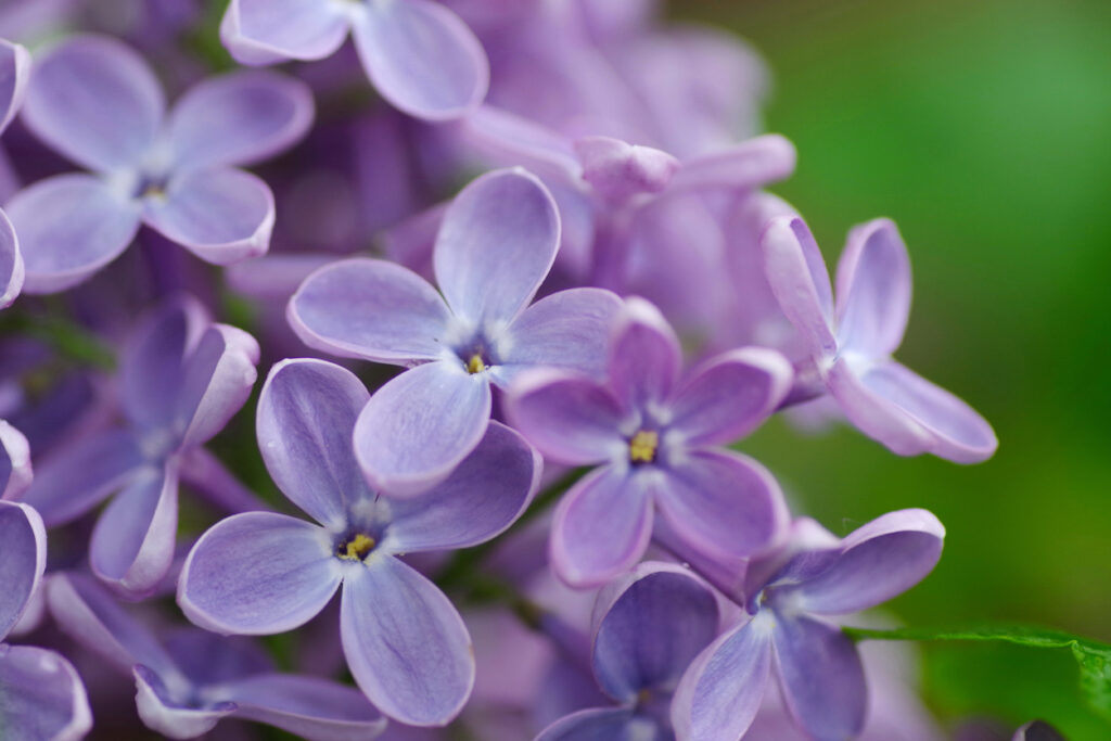 Close-up van een sering stek met zichtbare wortels
