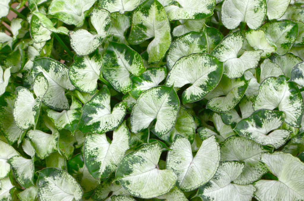 Close-up van het heldergroene blad van Syngonium Pixie
